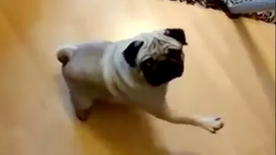 Sen misin köpeğe Nazi selamı öğreten !