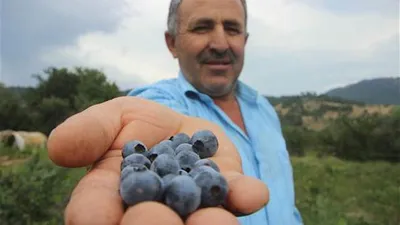 Kimsenin ekmediğini o ekti ! Kilosu 25 lira...