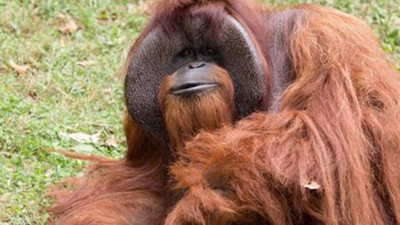 İşaret dili bilen orangutan öldü