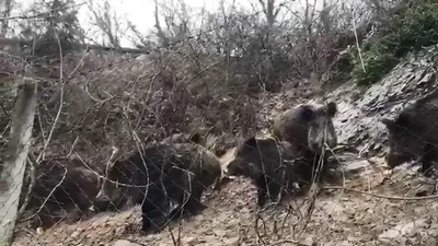 İstanbul'da domuz sürüsü korkuttu !