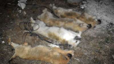 Telle birbirlerine bağlı bir şekilde ölü halde bulundular