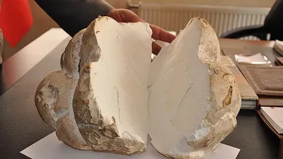2.5 kilo ağırlığında... Herkesi şaşırttı