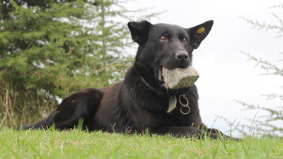 Yavrularını kaybedince bağrına taş bastı