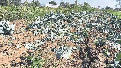 İzmir'de tarlaya lağım suyu rezaleti