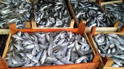 Bursa'da 13 ton balığa el konuldu