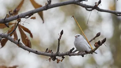 Nadir rastlanıyordu... Ankara'da görüldü