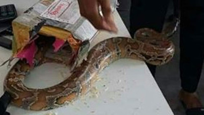 Kargo paketinden yılan çıktı