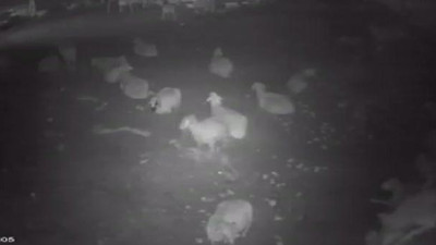 Ahıra sızan aç kurt çoban köpeğini görünce...