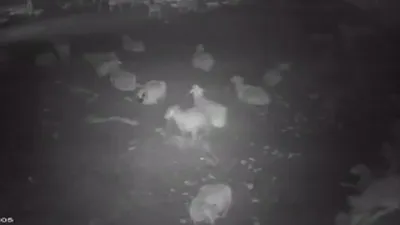 Ahıra sızan aç kurt çoban köpeğini görünce...