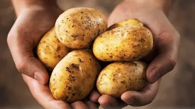 Patatesin kilosu 25 TL'ye yükseldi