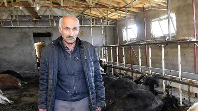 Büyükbaş hayvanlar telef oldu