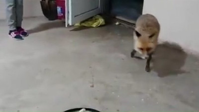 Herkes Tilki Özgür'ü konuşuyor