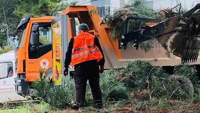 Belediye 60 yıllık ağaçları kesti !