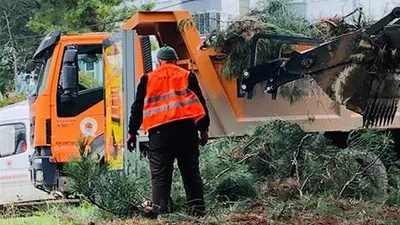 Belediye 60 yıllık ağaçları kesti !