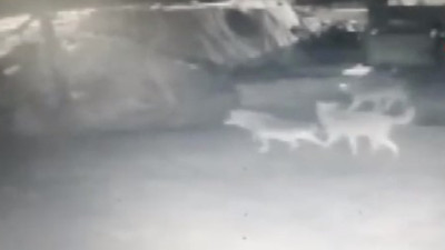 Kurt sürüsü köpekleri parçaladı