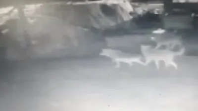 Kurt sürüsü köpekleri parçaladı