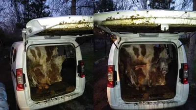 Bagajı açan polisler şaştı kaldı