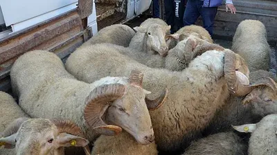 Çaldıkları koçlardan birini kesip yediler
