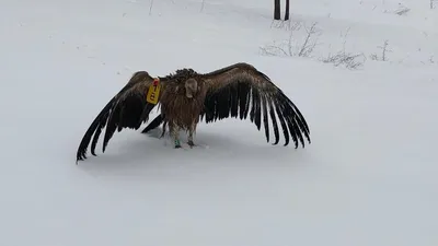 Yakaladıkları akbabanın üzerindeki not şaşırttı