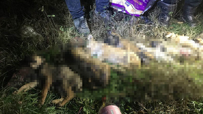 Ormanlığa bırakılan köpekler donarak öldü
