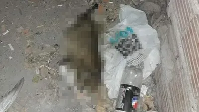 Bacakları kesik kedi ölüsü bulundu