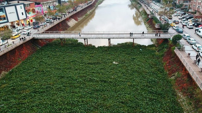 Türkiye'de istilacı tür paniği