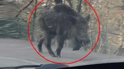 Samsun’da dev domuz alarmı
