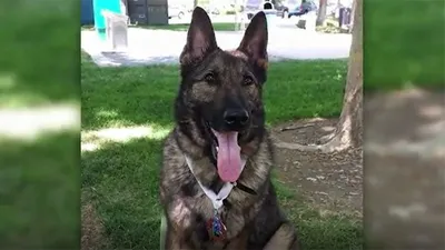 Havayolu şirketi köpekleri karıştırınca...