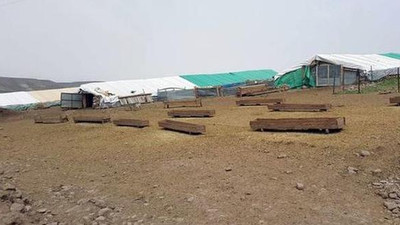 Kediye hayvan barınağına girdi 14 koyun öldü