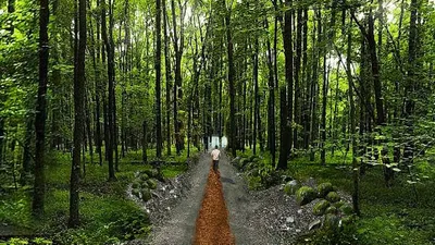 Park Orman'daki tahribata yargı ''dur'' dedi
