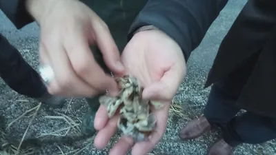 Aygır Gölü'nde zebra midye istilası !