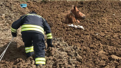 Gübre yığınında mahsur kaldı