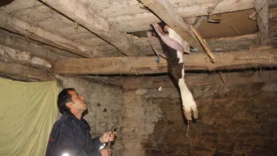 Tavanda sarkanı görenler şok oldu !