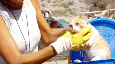 Bunu yapan insan olamaz ! Bodrum'da vahşet...