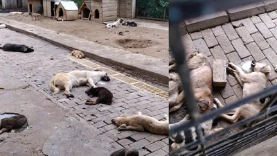Dehşete düşüren görüntü ! Hepsini zehirlemişler