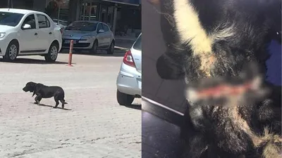 Boynuna geçirilen tasma öldürüyordu