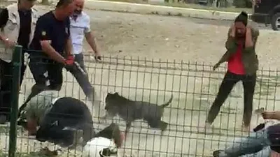 Sokak ortasında pitbull dehşeti