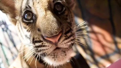 IFAW korkunç raporu gözler önüne serdi !
