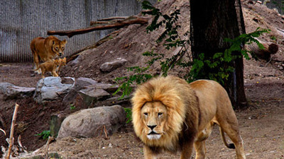 Almanya şokta ! Aslan ve kaplanlar hayvanat bahçesinden kaçtı