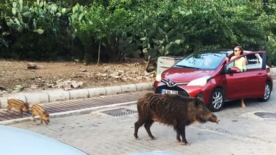 Yaban domuzları şehir merkezine indiler !