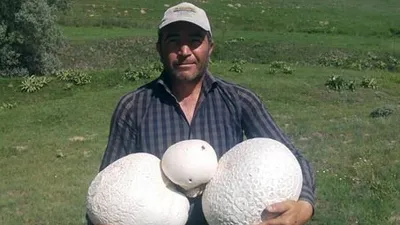 Dev mantarları görenler şaştı kaldı