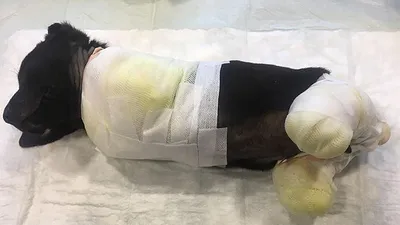 Bu nasıl vicdansızlık: Minik köpeğin 4 ayağını kesmişler !