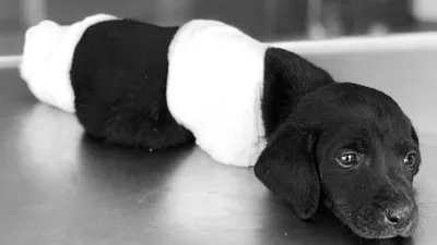 ''Yavru köpekle ilgili elimizde görüntüler var''