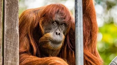 Dünyanın en yaşlı orangutanı öldü