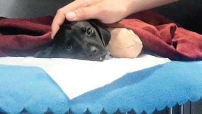 Yavru köpek vahşetinde şok iddia: Gerçek cani saklanıyor