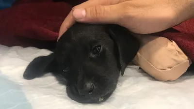Türkiye'de olay yaratan yavru köpekle ilgili yeni açıklama