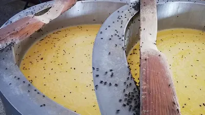 Kaşar peyniri imalathanesinde iğrenç görüntü