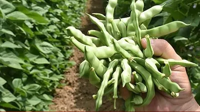 4 kilogram fasülye 360 bin TL'ye satıldı