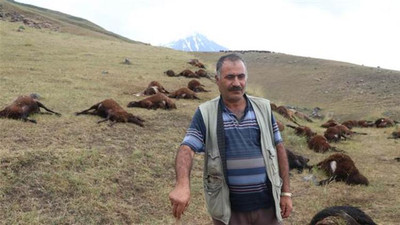 Yıldırım düştü; 74 koyun telef oldu