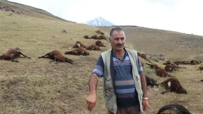 Yıldırım düştü; 74 koyun telef oldu